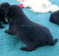 Sissy- AKC female (natural tail), a female Schipperke for sale in Grovespring, MO – 3 of 3