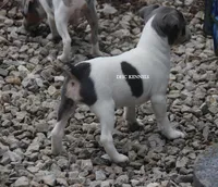 Dakota MINI BLUE TRI MALE, a female Rat Terrier for sale in Grovespring, MO – 2 of 7