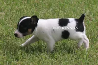 AKC Female Toy #1, a female Rat Terrier for sale in Grovespring, MO – 4 of 5