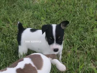 AKC Female Toy #1, a female Rat Terrier for sale in Grovespring, MO – 5 of 5