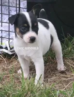 AKC Female Toy #1, a female Rat Terrier for sale in Grovespring, MO – 2 of 5