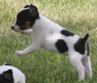 AKC Female Toy #1, a female Rat Terrier for sale in Grovespring, MO – 3 of 5