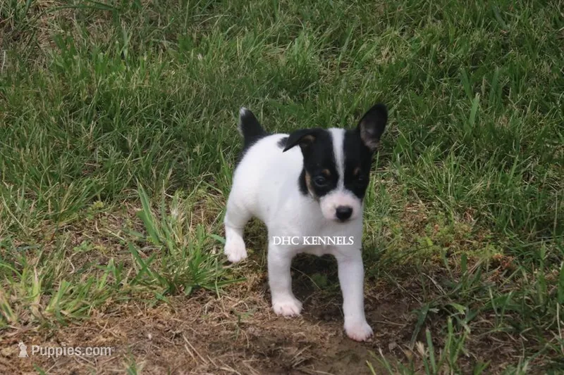 AKC Female Toy #1 – Rat Terrier puppy for sale in Grovespring, MO
