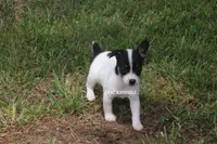AKC Female Toy #1, a female Rat Terrier for sale in Grovespring, MO – 1 of 5