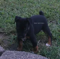 AKC Mabel-standard size, a female Rat Terrier for sale in Grovespring, MO – 3 of 3