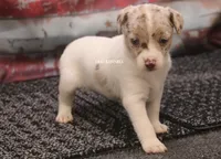 BONNIE MINI MERLE MALE #2, a male Rat Terrier for sale in Grovespring, MO – 1 of 4