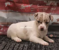BONNIE MINI MERLE MALE #2, a male Rat Terrier for sale in Grovespring, MO – 2 of 4