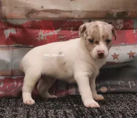 BONNIE MINI MERLE MALE #2, a male Rat Terrier for sale in Grovespring, MO – 4 of 4