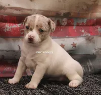 BONNIE MINI MERLE MALE #2, a male Rat Terrier for sale in Grovespring, MO – 3 of 4