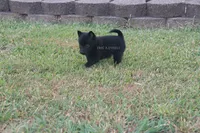 TITUS- AKC MALE- NATURAL TAIL, a male Schipperke for sale in Grovespring, MO – 4 of 4