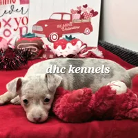 Snickers-merle male, a male Rat Terrier for sale in Grovespring, MO – Photo 3 of 10