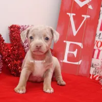 Snickers-merle male, a male Rat Terrier for sale in Grovespring, MO – Photo 5 of 10