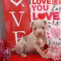 Snickers-merle male, a male Rat Terrier for sale in Grovespring, MO – Photo 4 of 10