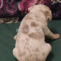 Snickers-merle male, a male Rat Terrier for sale in Grovespring, MO – Photo 9 of 10