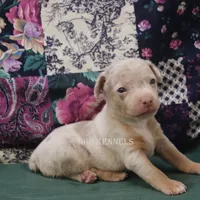 Snickers-merle male, a male Rat Terrier for sale in Grovespring, MO – Photo 8 of 10