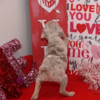 Snickers-merle male, a male Rat Terrier for sale in Grovespring, MO – Photo 7 of 10