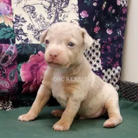 Snickers-merle male, a male Rat Terrier for sale in Grovespring, MO – Photo 10 of 10