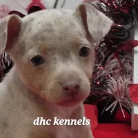 Snickers-merle male, a male Rat Terrier for sale in Grovespring, MO – Photo 1 of 10