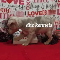 Snickers-merle male, a male Rat Terrier for sale in Grovespring, MO – Photo 2 of 10