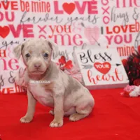 Snickers-merle male, a male Rat Terrier for sale in Grovespring, MO – Photo 6 of 10