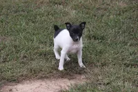 TRI FEMALE, a female Rat Terrier for sale in Grovespring, MO – 3 of 3