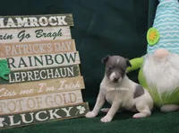 Lottie, a male Rat Terrier for sale in Grovespring, MO – Photo 3 of 3