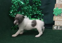 Lottie, a male Rat Terrier for sale in Grovespring, MO – Photo 2 of 3