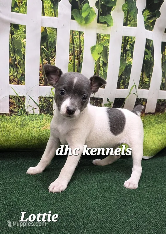 Lottie – Rat Terrier puppy for sale in Grovespring, MO