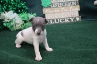 Lottie, a male Rat Terrier for sale in Grovespring, MO – Photo 1 of 3