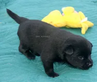 Pepper-AKC female (natural tail), a female Schipperke for sale in Grovespring, MO – 2 of 3