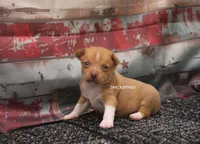 COPPER- APRICOT/WHITE MINI , a male Rat Terrier for sale in Grovespring, MO – 2 of 4