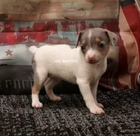 KINDLE MINI MERLE FEMALE, a female Rat Terrier for sale in Grovespring, MO – 3 of 4
