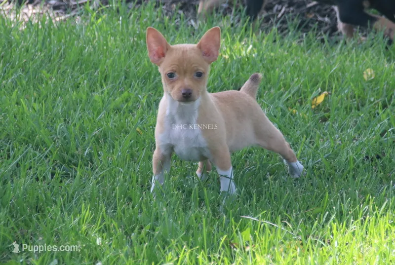 COPPER- APRICOT/WHITE MINI  – Rat Terrier puppy for sale in Grovespring, MO