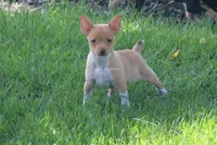 COPPER- APRICOT/WHITE MINI , a male Rat Terrier for sale in Grovespring, MO – 1 of 4