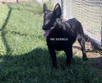 AKC- Kobe, a male Schipperke for sale in Grovespring, MO – Photo 3 of 10