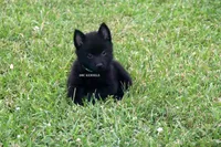 AKC- Kobe, a male Schipperke for sale in Grovespring, MO – Photo 10 of 10