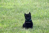 AKC- Kobe, a male Schipperke for sale in Grovespring, MO – Photo 8 of 10