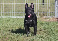 AKC- Kobe, a male Schipperke for sale in Grovespring, MO – Photo 2 of 10