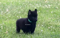 AKC- Kobe, a male Schipperke for sale in Grovespring, MO – Photo 9 of 10