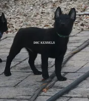 AKC- Kobe, a male Schipperke for sale in Grovespring, MO – Photo 6 of 10