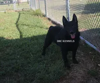 AKC- Kobe, a male Schipperke for sale in Grovespring, MO – Photo 4 of 10