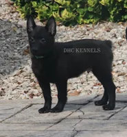 AKC- Kobe, a male Schipperke for sale in Grovespring, MO – Photo 7 of 10