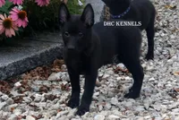 AKC- Kobe, a male Schipperke for sale in Grovespring, MO – Photo 5 of 10