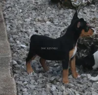 AKC Sadie- Standard size, a female Rat Terrier for sale in Grovespring, MO – 2 of 4