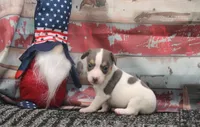 Boone- blue and white male, a male Rat Terrier for sale in Grovespring, MO – 2 of 4