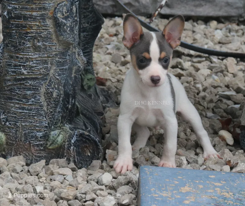 Boone- TOY blue and white male – Rat Terrier puppy on hold in Grovespring, MO