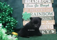 AKC PENNY, a female Schipperke for sale in Grovespring, MO – Photo 2 of 3