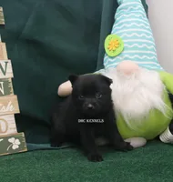 AKC PENNY, a female Schipperke for sale in Grovespring, MO – Photo 3 of 3