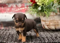 Liberty- Toy Female, a female Rat Terrier for sale in Grovespring, MO – 3 of 5
