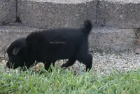 AKC Barnaby-natural tail, a male Schipperke for sale in Grovespring, MO – 2 of 2